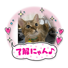 [LINEスタンプ] かわいいねこちゃんすたんぷだよ
