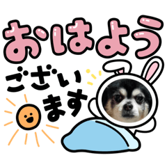 [LINEスタンプ] チワワのくうちゃん♥