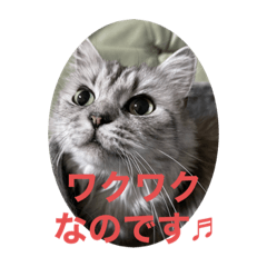 [LINEスタンプ] 小雪姫スタンプ