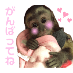 [LINEスタンプ] フサオマキザルのフウタと仲間たち