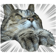 [LINEスタンプ] 日常使いの猫スタンプ2