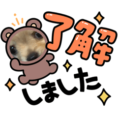 [LINEスタンプ] かまってチワワちゃん