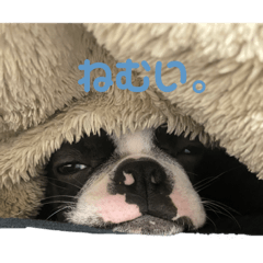 [LINEスタンプ] ボステリベッちゃん