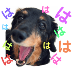 [LINEスタンプ] るんちゃん❤️