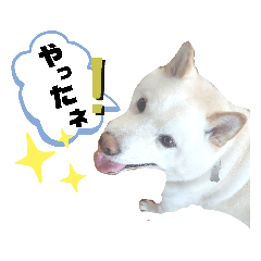 [LINEスタンプ] しろしば 大吉の日常で使えるスタンプ