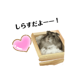 [LINEスタンプ] 日常的に使えるしらすのスタンプ