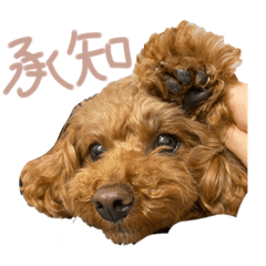 [LINEスタンプ] もこもこなもこちゃんのスタンプ