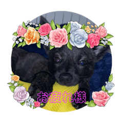 [LINEスタンプ] 甲斐犬のネロ