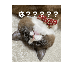 [LINEスタンプ] うちのねこ。癒しスタンプ。