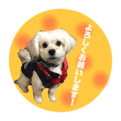 [LINEスタンプ] 犬のくまくんvol.2