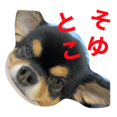 [LINEスタンプ] なちの本音