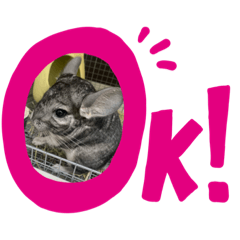 [LINEスタンプ] チンチラのぽんた