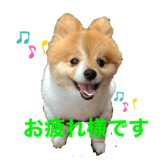 [LINEスタンプ] ポメラニアン のにゃーちゃ