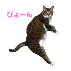 [LINEスタンプ] みーたんとにゃん蔵2