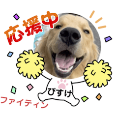 [LINEスタンプ] びすけ物語ゴールデンレトリバー／まろ03