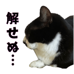 [LINEスタンプ] プラ女ペットスタンプ