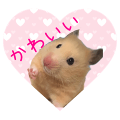 [LINEスタンプ] 大きくなったキンクマハムスターたんぽぽ