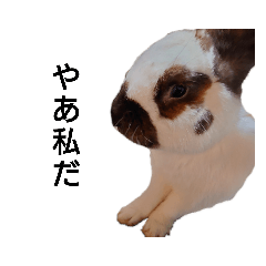 [LINEスタンプ] うさぎとたまにチンチラ