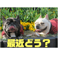[LINEスタンプ] フレンチブルのぶぅぷる 2