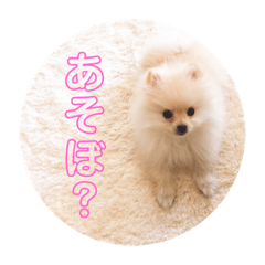 [LINEスタンプ] ポメラニアンのぽん太スタンプ
