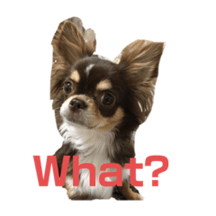 [LINEスタンプ] 犬三昧ver2