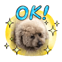 [LINEスタンプ] トイプーたろうくん
