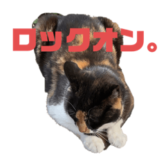 [LINEスタンプ] 三毛猫チャーリー