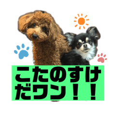 [LINEスタンプ] 小太之助スタンプ