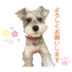 [LINEスタンプ] シュナウザーのリル