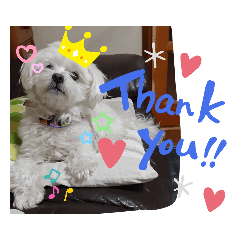 [LINEスタンプ] 我が家の愛犬「チロ」