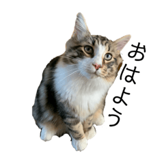 [LINEスタンプ] ツナときなこ