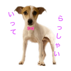 [LINEスタンプ] Jackの日常会話