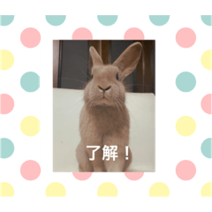 [LINEスタンプ] rabbit kinako and rin and an