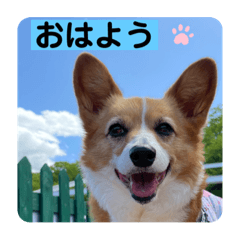 [LINEスタンプ] コーギーゆずスタンプ