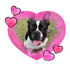 [LINEスタンプ] フレンチブルドッグのラムだっちゃ♡♡