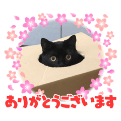[LINEスタンプ] ももちゃんとノワールくん