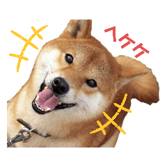 [LINEスタンプ] 柴犬やまとの生活