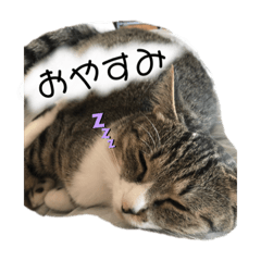 [LINEスタンプ] にャんズ