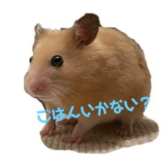 [LINEスタンプ] くう＆ころ助