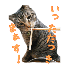 [LINEスタンプ] うちにゃんずの日常③