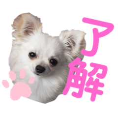 [LINEスタンプ] ルカスタンプ第一弾！