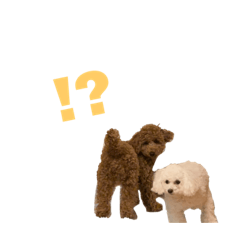 [LINEスタンプ] うちのわんこ！！！！！！！！！