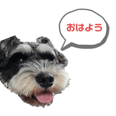 [LINEスタンプ] ミニチュアシュナウザー【リロ】