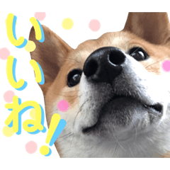 [LINEスタンプ] 柴犬ふくの日常スタンプ第4弾♪♪