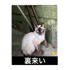[LINEスタンプ] もふもふ達とOKINAWAの風景