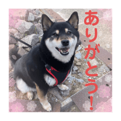 [LINEスタンプ] うちの幸(コウ)は、やっぱり宇宙いち❤️