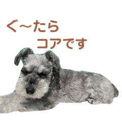 [LINEスタンプ] 毎日ぐ〜たらしてます