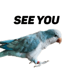 [LINEスタンプ] オキナインコ①