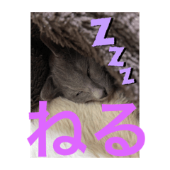 [LINEスタンプ] dog and  CAT 071