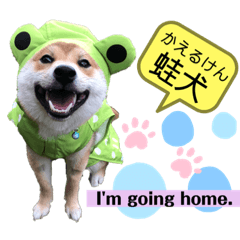 [LINEスタンプ] 可愛い柴犬時々インコとか花 熊本家族ver.